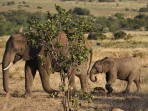 travel-african