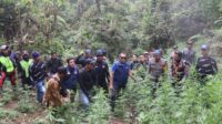 59 Titik Ladang Ganja Ditemukan di TNBTS, Empat Warga Jadi Tersangka