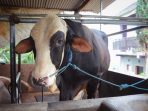 SAPI