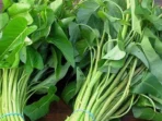 KANGKUNG KANGKUNG