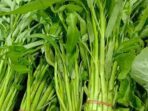 KANGKUNG 2