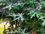 daun 2