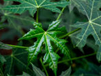 Chaya,Or,Tree,Spinach,,Is,A,Large,,Growing,Leafy,Perennial